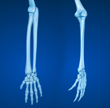 İnsan eli anatomisi. Tıbben doğru 3d çizim  