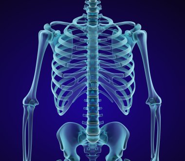 İnsan iskeleti: meme göğüs. Xray Önden Görünüm. Tıbben doğru 3d çizim 