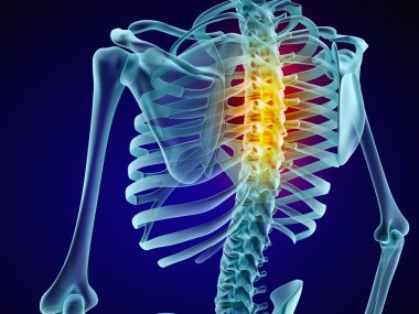 İnsan iskeleti ve omurga. Xray görünümü. Tıbben doğru 3d çizim 