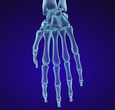 İnsan el bileği anatomisi. Xray görünümü. Tıbben doğru 3d çizim 