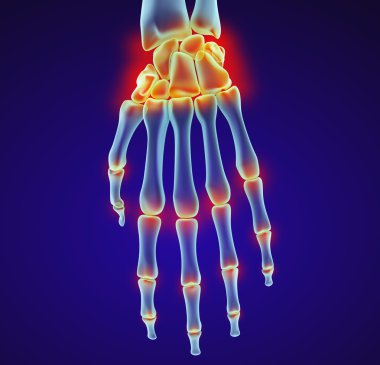 İnsan el bileği anatomisi. Xray görünümü. Tıbben doğru 3d çizim 