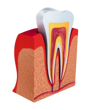 Diş bölümü. sinirler ve kan damarları ile hamuru. 3D çizim