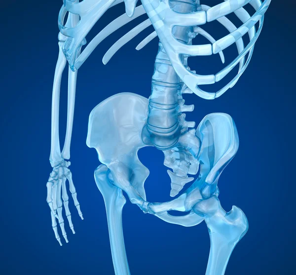 Esqueleto humano: pelvis y sacro. Ilustración 3D médicamente precisa —  Fotos de Stock