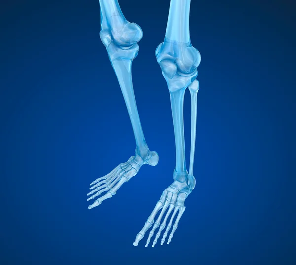 Esqueleto humano: articulación de rodilla. Ilustración 3D médicamente precisa — Foto de Stock