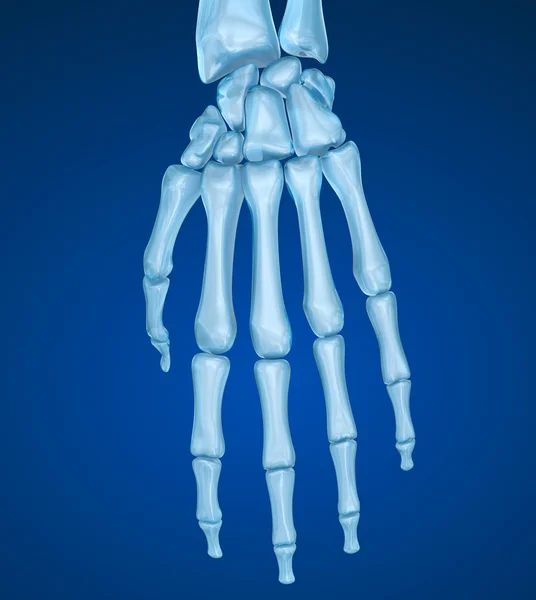 Anatomie du poignet humain. Illustration 3D médicalement précise — Photo