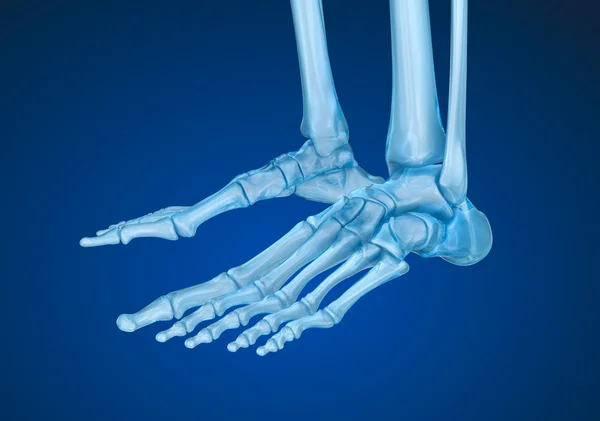 Esqueleto humano: pé esquelético. Ilustração 3D medicamente precisa — Fotografia de Stock