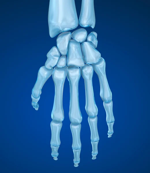 Anatomie des menschlichen Handgelenks. medizinisch korrekte 3D-Illustration — Stockfoto