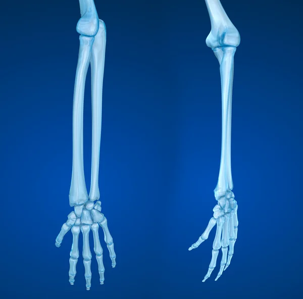 Anatomie der menschlichen Hand. medizinisch korrekte 3D-Illustration — Stockfoto