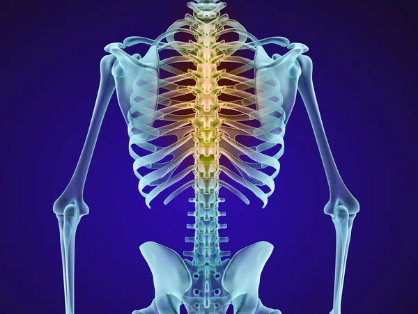 Esqueleto humano e coluna vertebral. Vista de raios-X. Ilustração 3D medicamente precisa — Fotografia de Stock