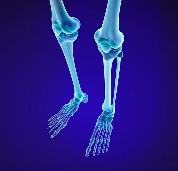 Anatomie kolena. Pohled na XRAY. Lékařsky přesné 3d ilustrace — Stock fotografie