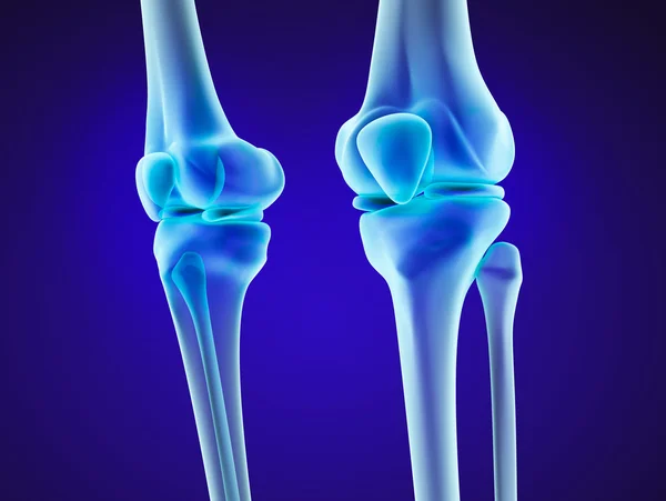 膝の解剖学.X 線を表示します。医学的に正確な 3 d イラスト — ストック写真