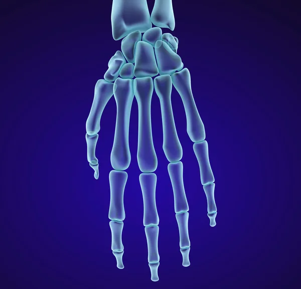 Anatomie du poignet humain. Vue des rayons X. Illustration 3D médicalement précise — Photo