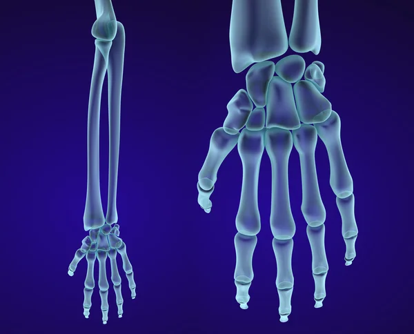 Anatomia ludzkiej ręki. Medycznie dokładne ilustracja 3d — Zdjęcie stockowe