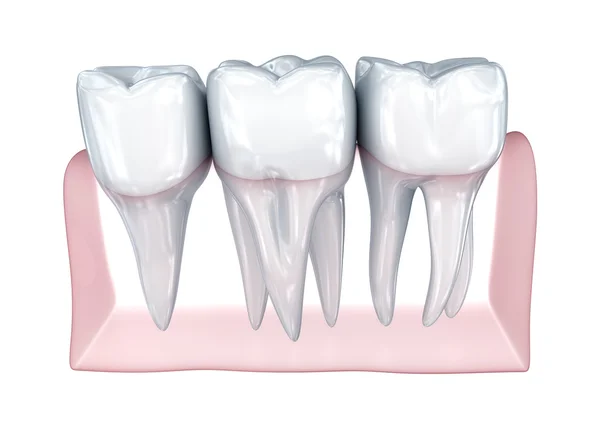 Denti su sfondo bianco. Icona del concetto. Illustrazione 3D clinicamente accurata — Foto Stock