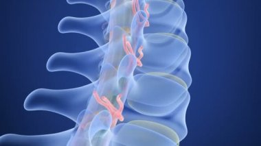 İnsan omurga röntgeni görünümü, 3d render