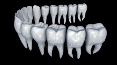 İnsan dişleri 3d animasyon. Tıbben doğru diş hekimliği anatomisi.