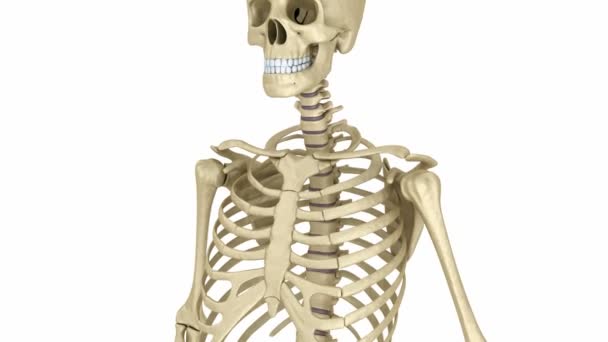 Anatomía de la columna cervical. Un esqueleto humano. Animación 3D médicamente precisa — Vídeos de Stock