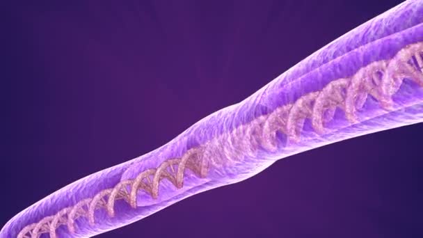 Primer plano de la molécula cromosómica, animación 3D — Vídeos de Stock