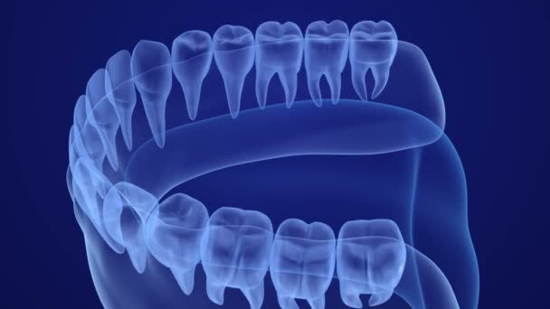 Goma de boca e dentes xray view. Animação 3D de dente medicamente precisa — Vídeo de Stock