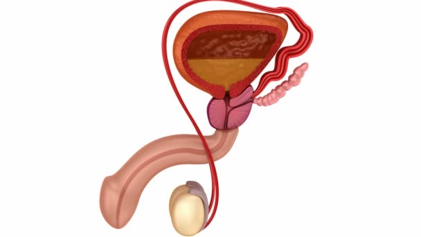 Male reproductive system 3d animation. — Stock Video