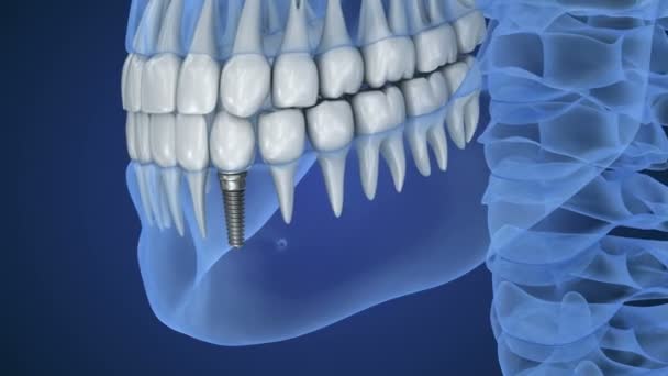 Scull transparente y dientes, vista de rayos X. Animación 3D — Vídeo de stock