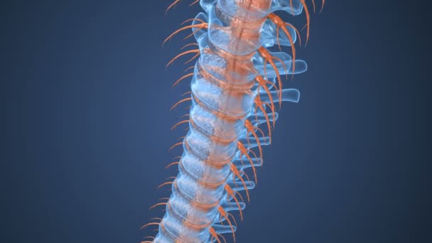 Spinal Xray Anatomi Visa Medicinskt Korrekt Tand Animering — Stockvideo