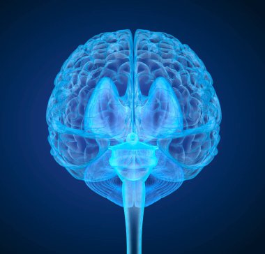 İnsan beyni X-ray tarama, tıbben doğru 3d çizim 