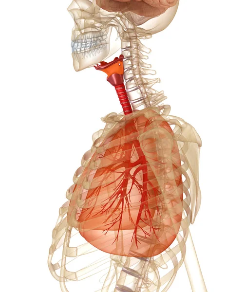 人間の肺 スケルトン 医学的に正確な イラスト — ストック写真