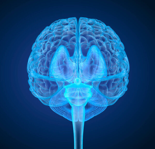 Рентгеновское сканирование мозга человека, медицинская точность 3D иллюстрации
 