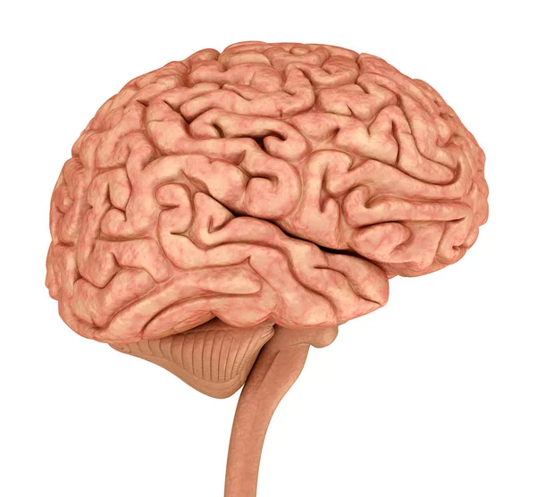 Модель Человеческого Мозга Изолированная Белом Медицинская Точность Иллюстрации — стоковое фото