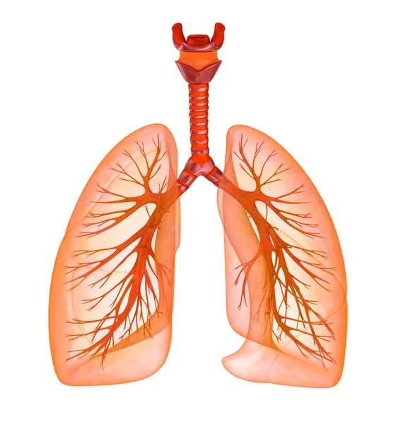 Human Lungs Trachea Medically Accurate Illustration — Stock Photo, Image