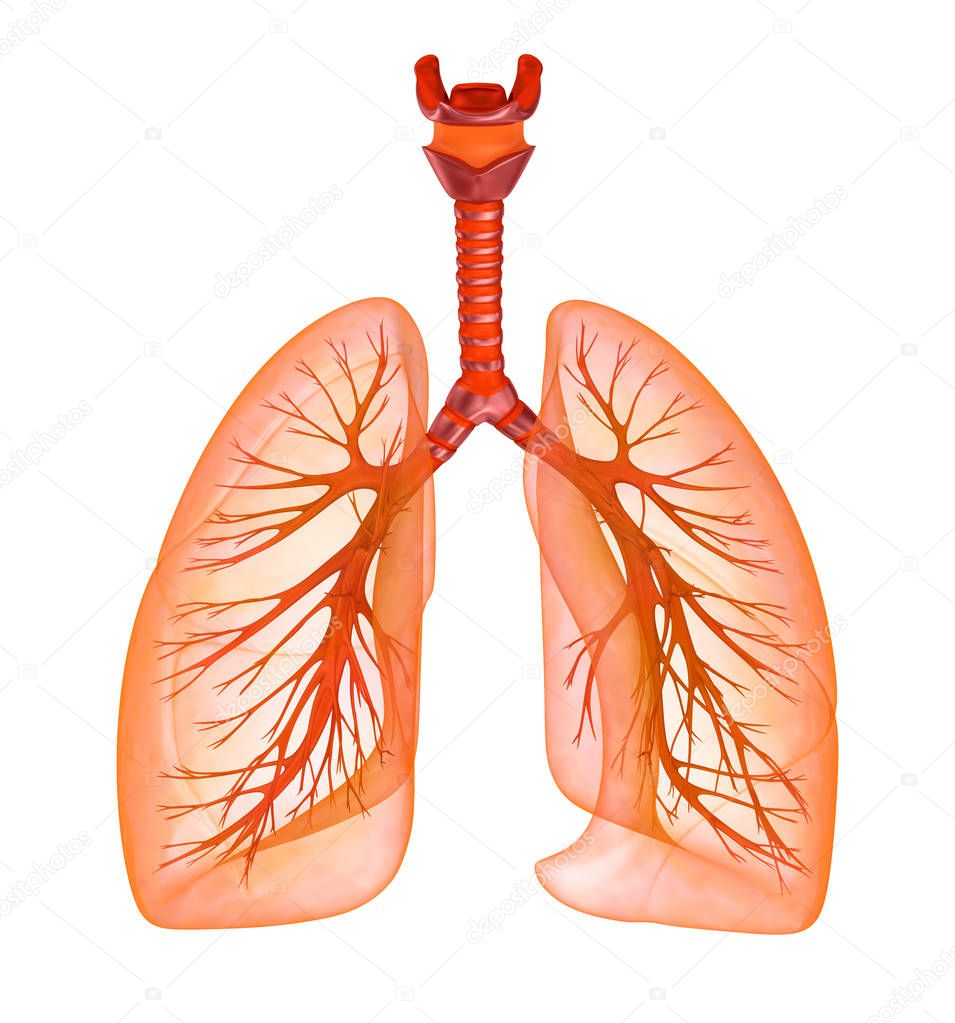 Human lungs and trachea. Medically accurate 3D illustration 