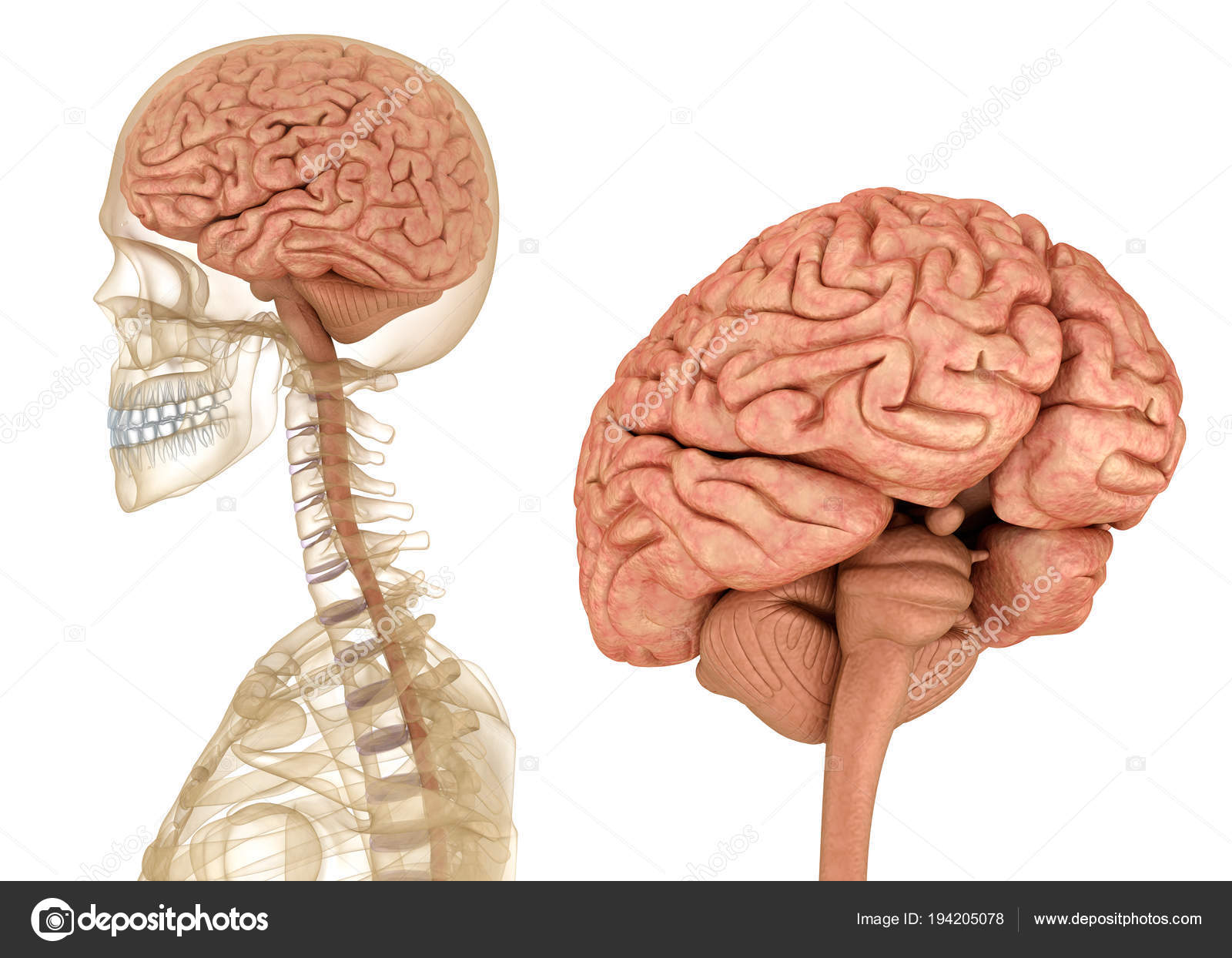 Brain Skeleton Human Anatomy Medically Accurate Illustration Stock Photo by  ©Alexmit 194205078