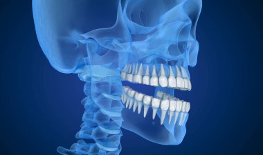 Şeffaf kürek ve diş, xray görünümü. 3D çizim . 