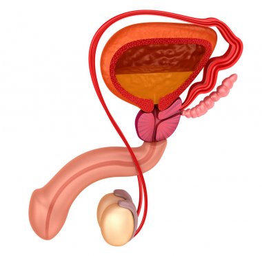 Prostat ve erkek üreme sistemi üzerinde beyaz izole