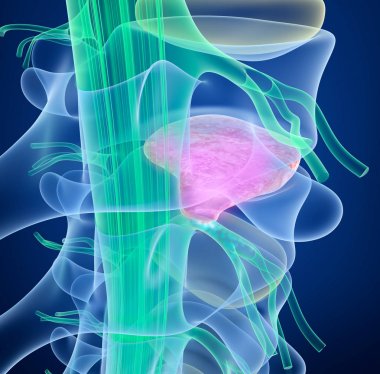 3D çizim, iskelet, omurga, kordon, spinal, acı, duruş, izole, insan, servikal, tıbbi, render, iskelet, diyagram, osteoporoz, bel, sırt ağrısı, skolyoz, kifoz, yaralanma, omur, tıp, tan, illüstrasyon, kemik, sağlıklı, segment