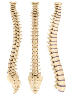 Intervertebral diskler ile detaylı omurga 