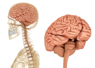 Brain and skeleton, human anatomy. Medically accurate 3D illustration  clipart