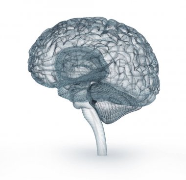 İnsan beyni 3d modeli. Tıbben doğru 3d çizim 