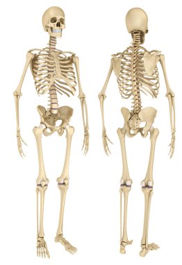 Human skeleton isolated , Medically accurate 3d illustration . clipart
