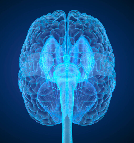 Рентгеновское сканирование мозга человека, медицинская точность 3D иллюстрации
 