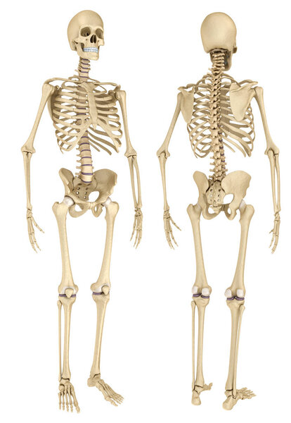 Human skeleton isolated , Medically accurate 3d illustration .
