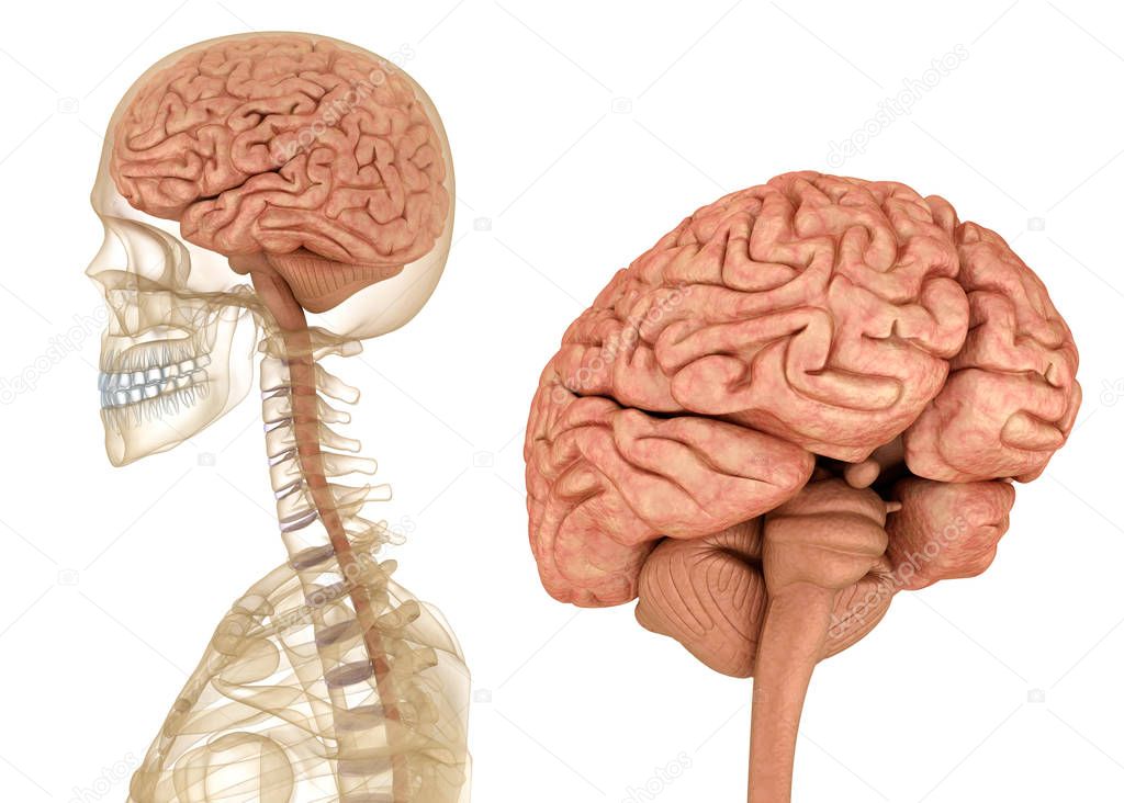 Brain and skeleton, human anatomy. Medically accurate 3D illustration 