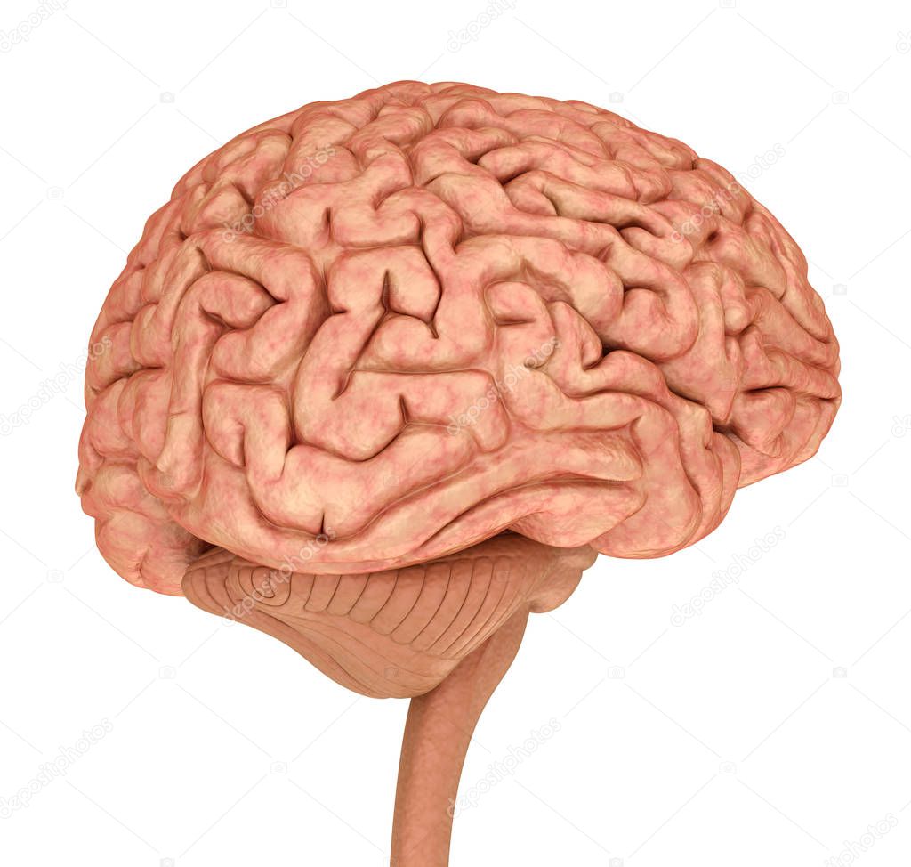 Human brain 3D model, isolated on white. Medically accurate 3D illustration 