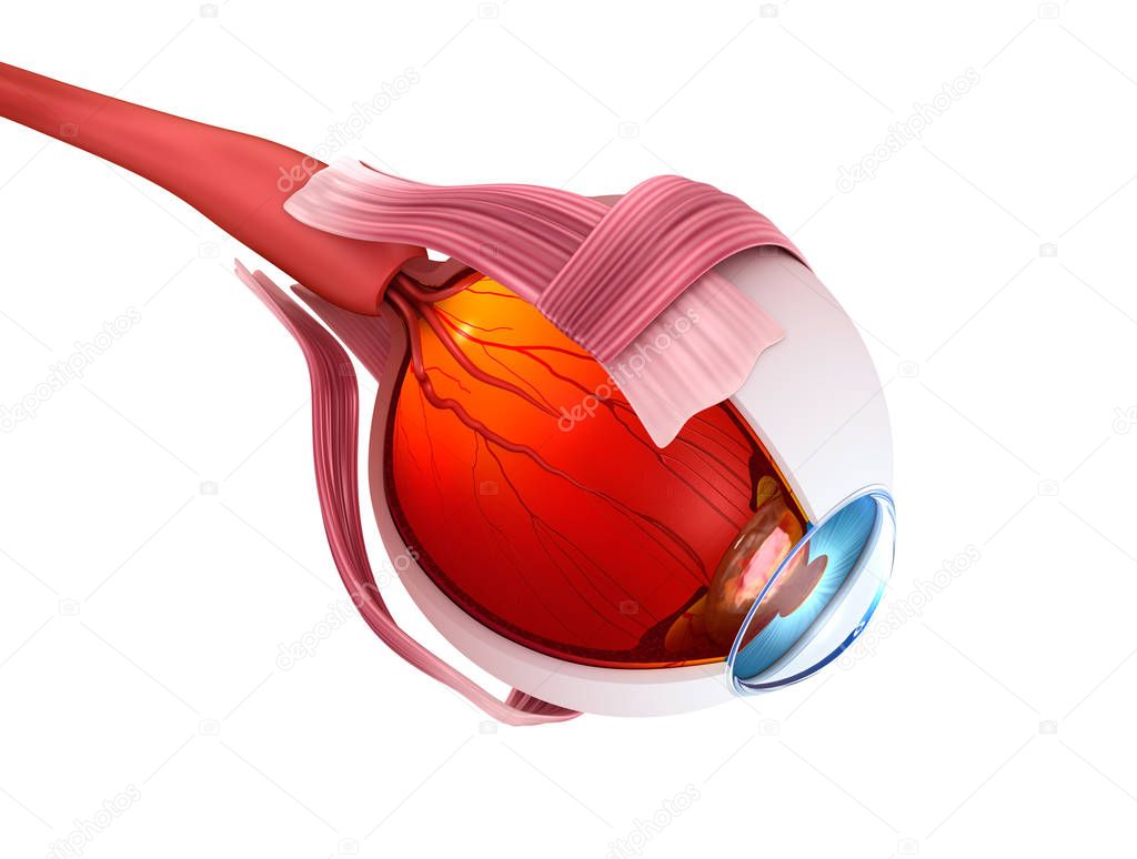 Eye anatomy - inner structure, Medically accurate 3D illustration .