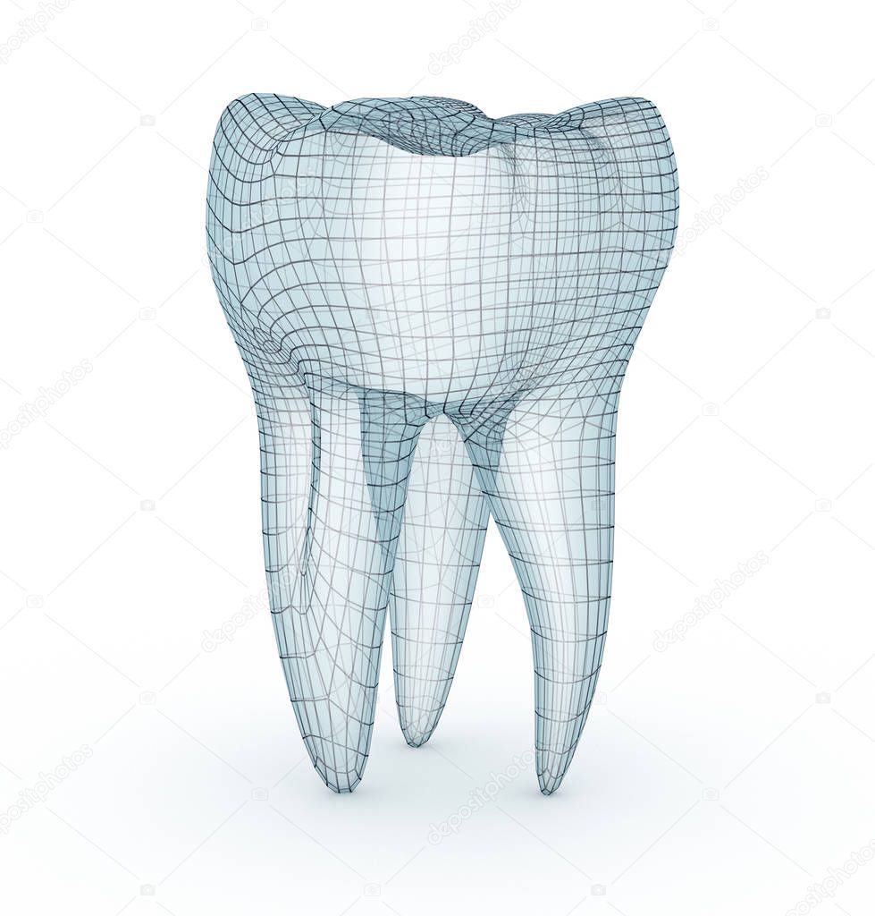 Human molar Tooth, wire model, 3d illustration