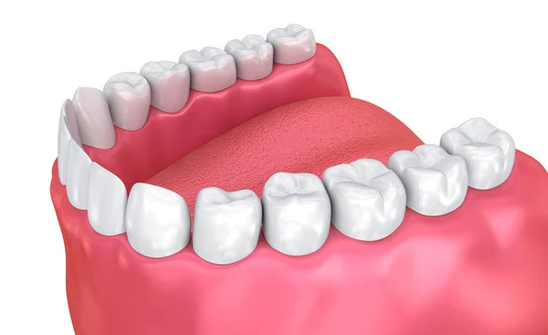 Gomme Masticare Denti Illustrazione Del Dente Clinicamente Accurata — Foto Stock