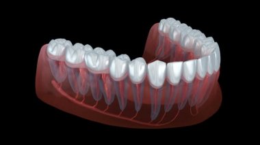Diş kökü anatomisi, röntgen görüntüsü. Tıbbi olarak doğru olan 3d canlandırma