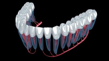 Diş kökü anatomisi, röntgen görüntüsü. Tıbbi olarak doğru olan 3d canlandırma