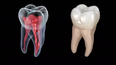 Diş kökü anatomisi - İlk maksiller azı dişi. Tıbbi olarak doğru diş 3d animasyon